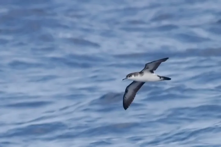 Manx Shearwater with white underbelly and grey wings fringed by darker colouring