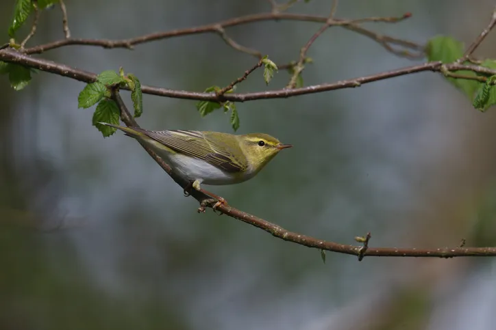 Wood warbler, Phylloscopus sibilatrix, single bird on branch