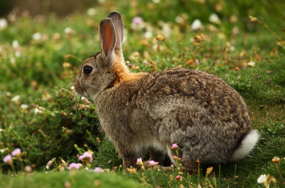 A wild rabbit on the island of Skomer, Pembrokeshire, Wales, UK