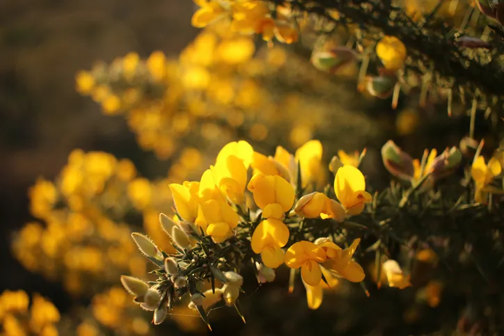 Close-up of gorse flowers