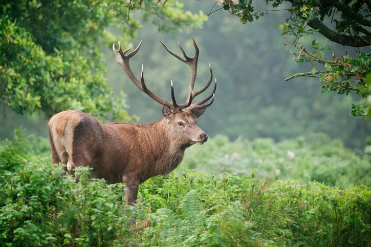 A red deer stag up to its waist in bracken in an oak woodland glade