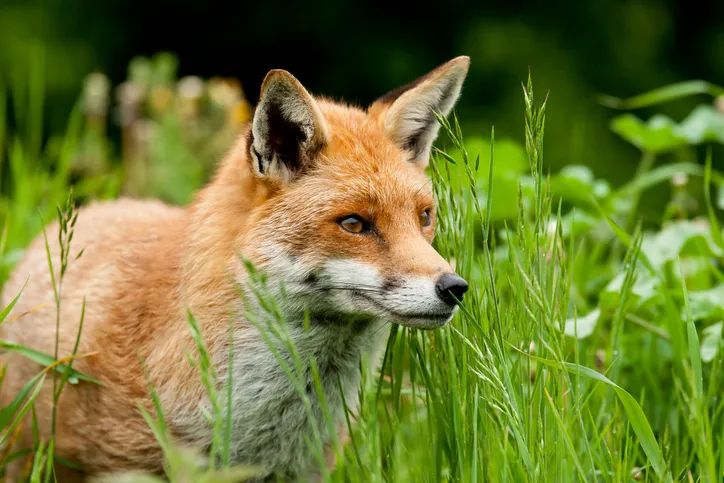 Loved and hated in the UK in equal measure, foxes and vixens are known for their guile./Credit: Getty