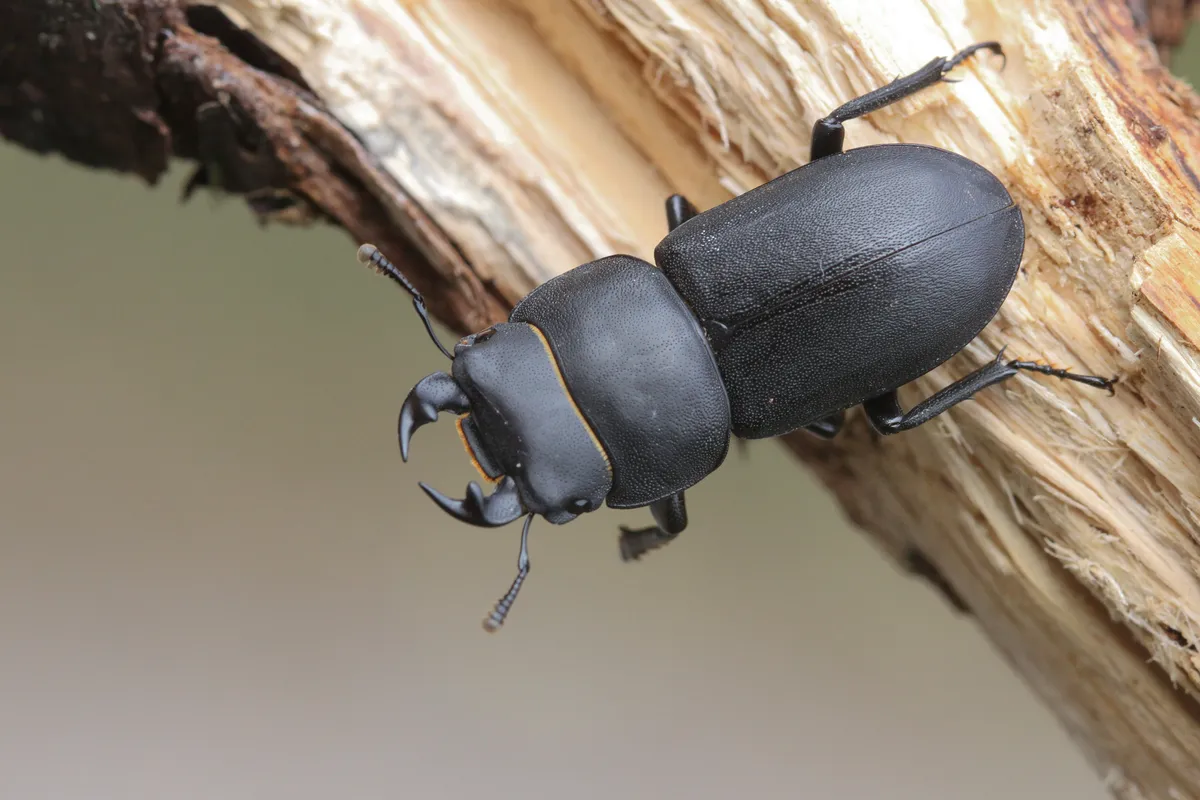 lesser Stag Beetle.