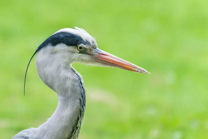 Grey herons are large predatory birds, common in the UK
