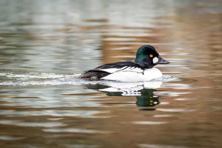 A common goldeneye swims in the pond at a Post Falls, Idaho park.