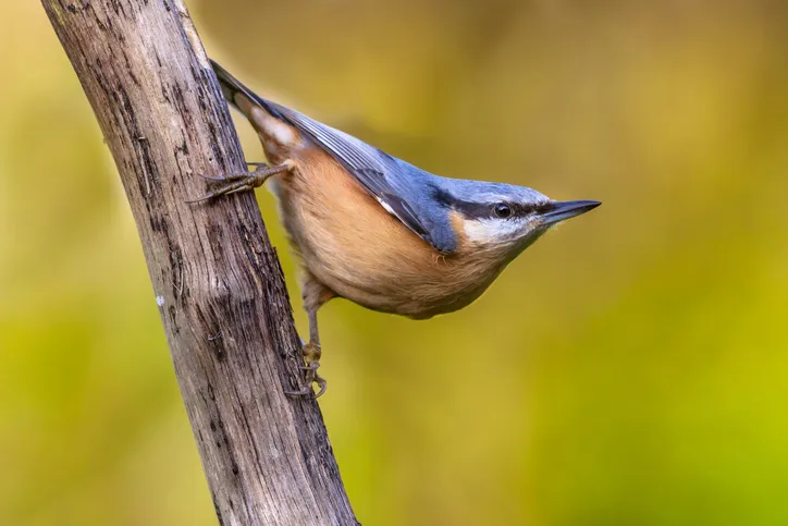 Eurasian nuthatch, wood nuthatch; Sitta europaea, clinging upside down to a branch