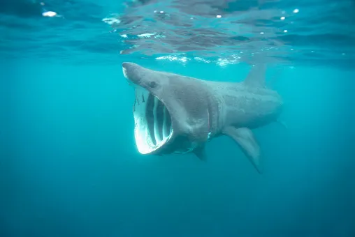 Basking Shark, Getty