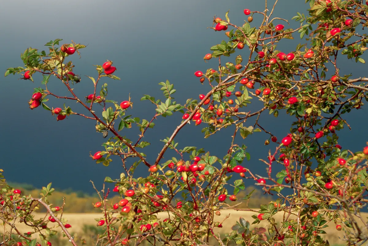The scarlet hips of a dog rose shine against a dark and cloudy sky.