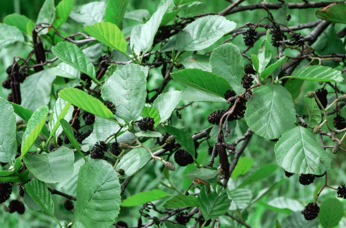 A common alder (Alnus glutinosa) bears its woody, cone-like fruits.