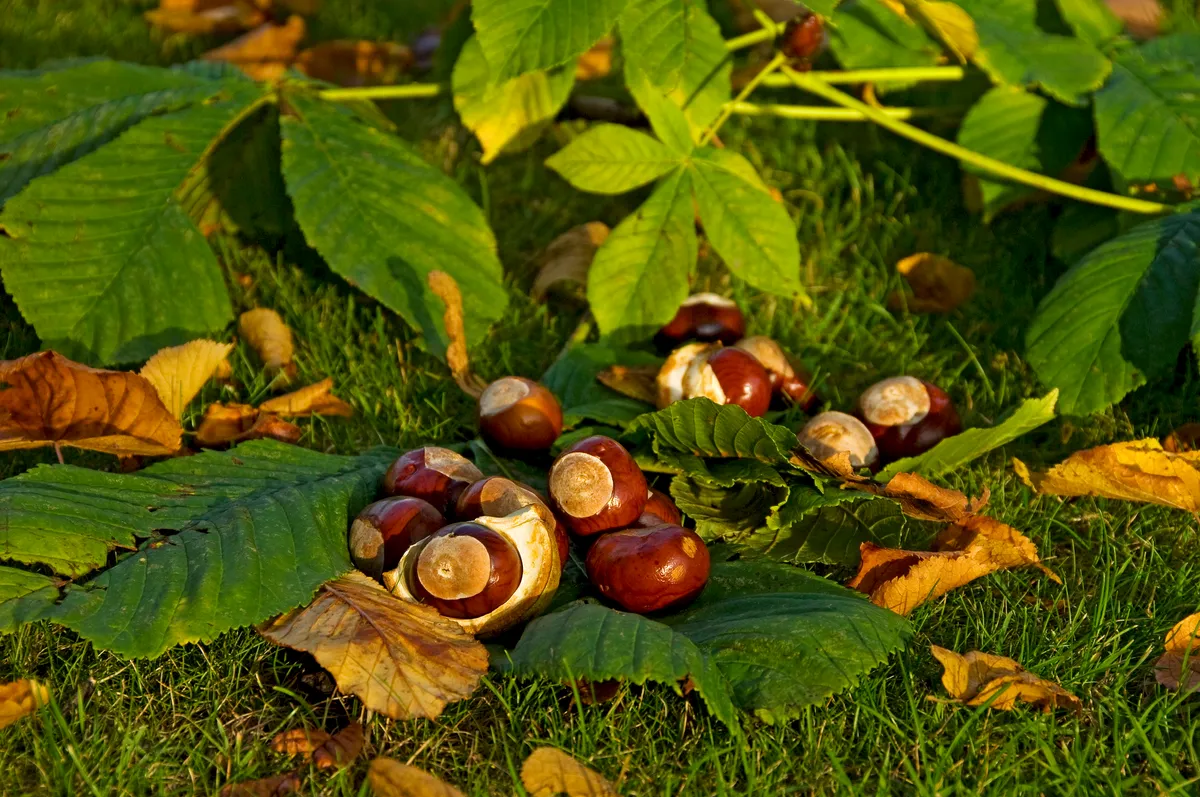 Conkers from a horse chestnut tree (aesculus hippocastanum).