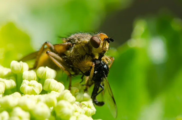 Yellow dung fly (Scathophaga stercoraria) with prey