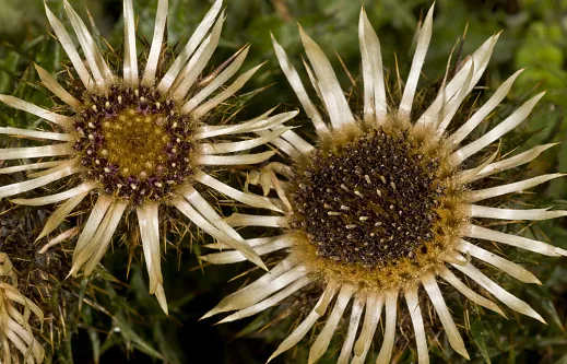Look out for the star-shaped seedheads and brown spiky leaves of the carline thistle