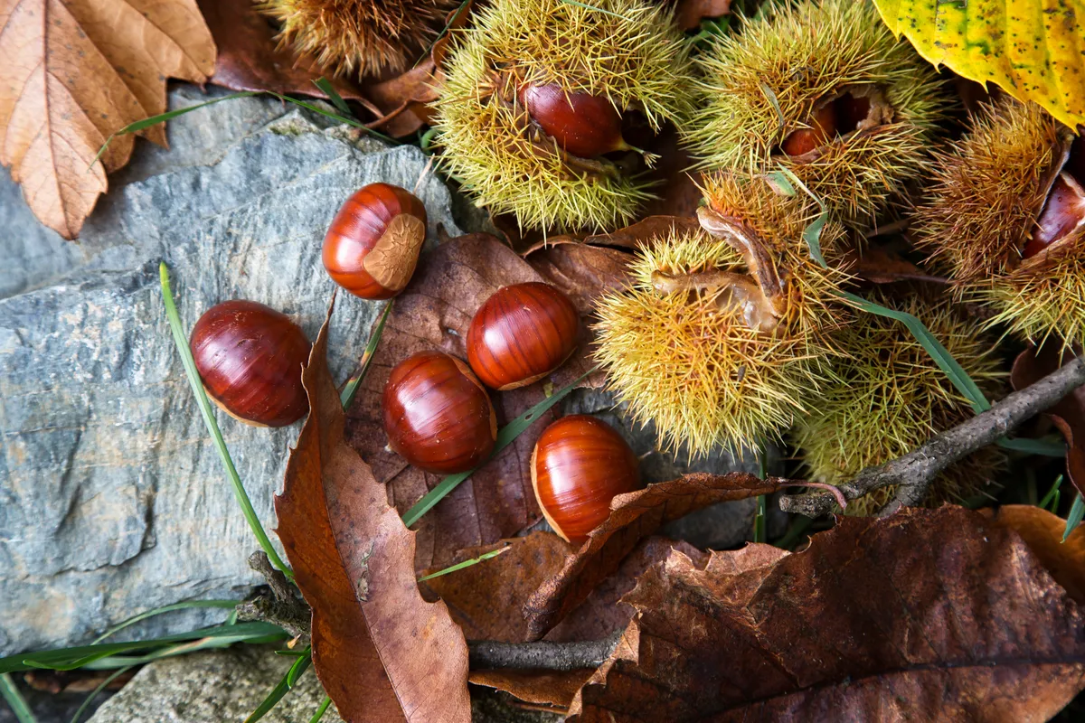 Ripe chestnuts, Castanea sativa, lying in their already open prickly hulls on the forest floor in the sun.