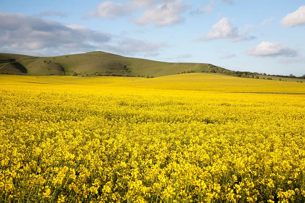 Yellow oil seed rape crop flowering with chalk scarp slope at Alton Barnes, Wiltshire, England. (Photo By: Geography Photos/UIG via Getty Images)