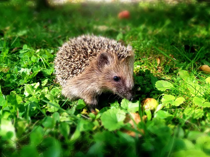 Close-Up Of Hedgehog On Green Field