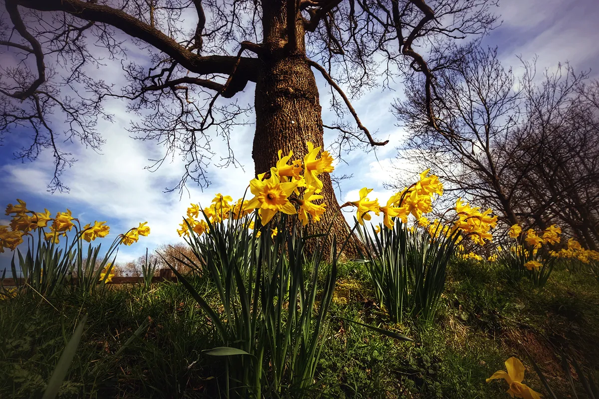 Daffodils in early spring