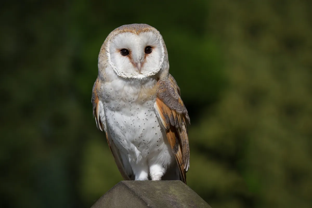 A portrait of a barn owl typo alba perched on the top of a gravestone