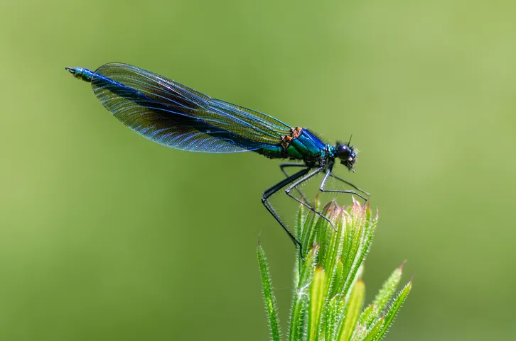 Damselfly with dark band across centre of wings and metallic blue-green body