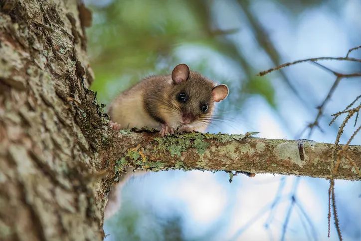Dormouse on the pine tree supervise surrounding area.