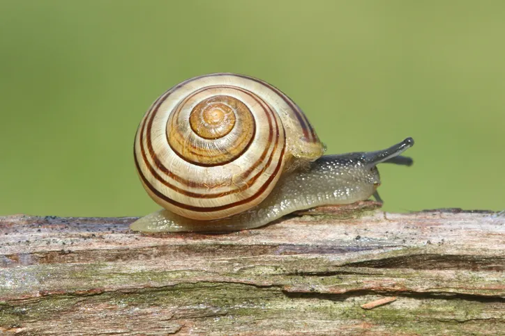 Grove also known as Brown-lipped Snail (Cepaea nemoralis) on a log