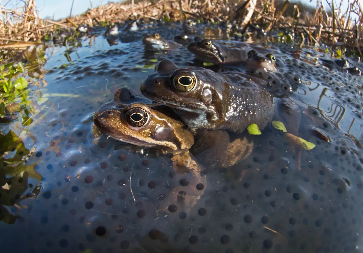 Common frogs (Rana temporaria) and spawn in pond, West Runton, North Norfolk.