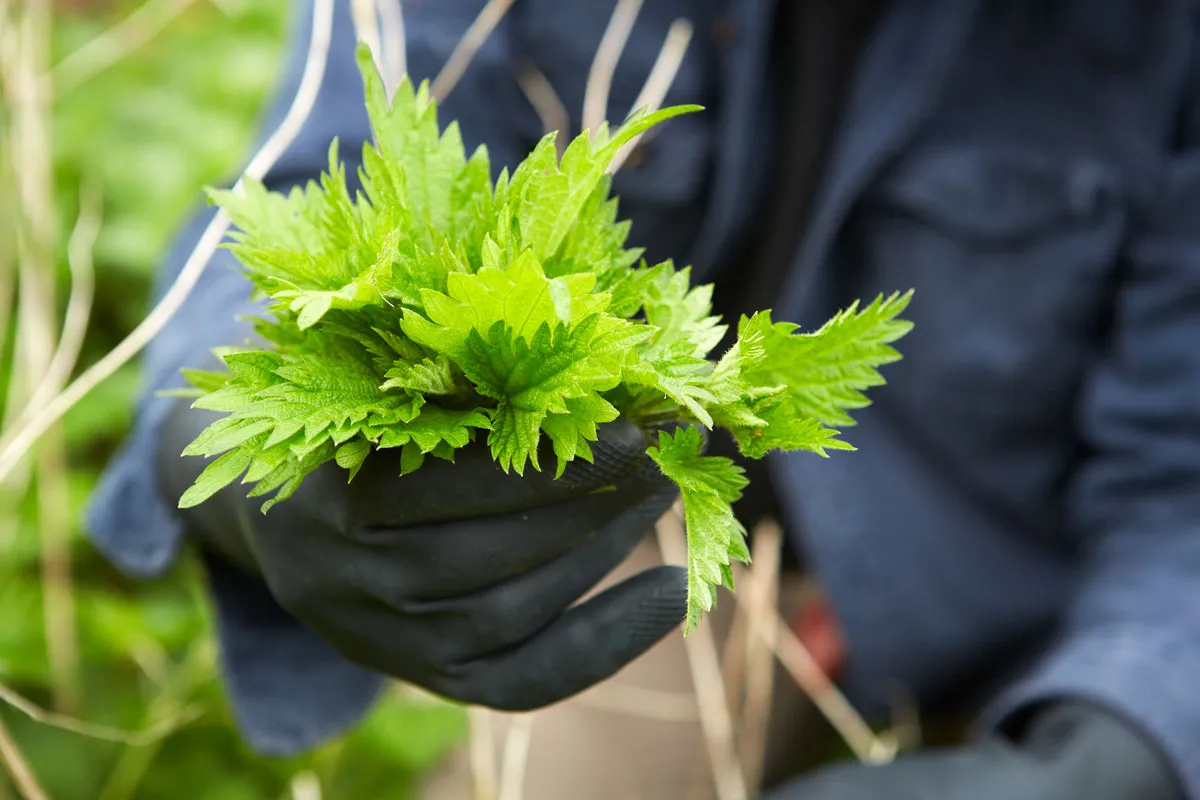 7 Delicious Ways To Use Stinging Nettles - GROWING WITH GERTIE