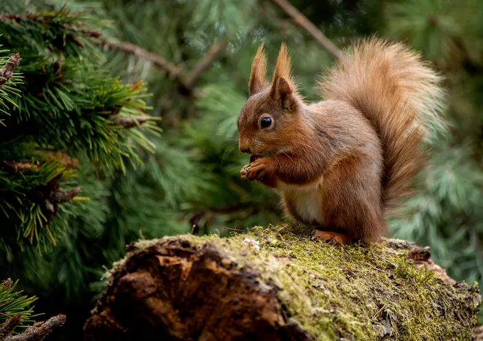 Red squirrel on mossy log in coniferous woodland