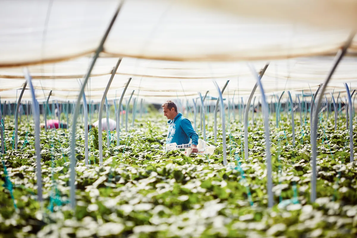 Fruit pickers working in intensive fruit farming environment harvest strawberries from poly tunnels in summer sunshine./Credit: Getty