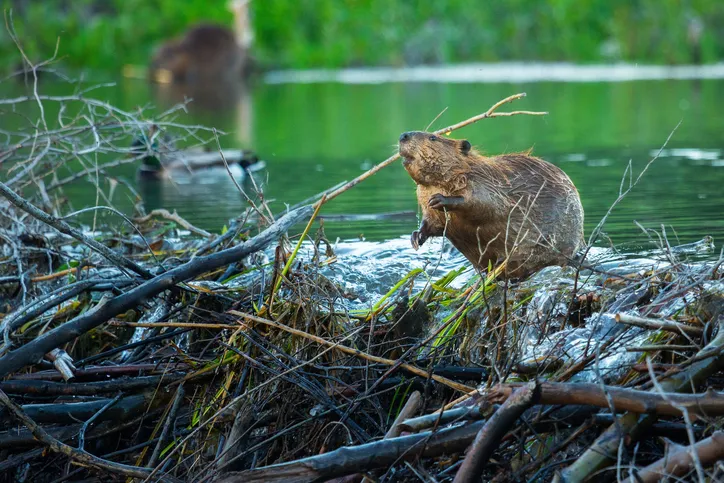 A beaver throws some twigs on top of his dam as his partner eats some grass near the shore. Taken in Grand Teton National Park, Wyoming.