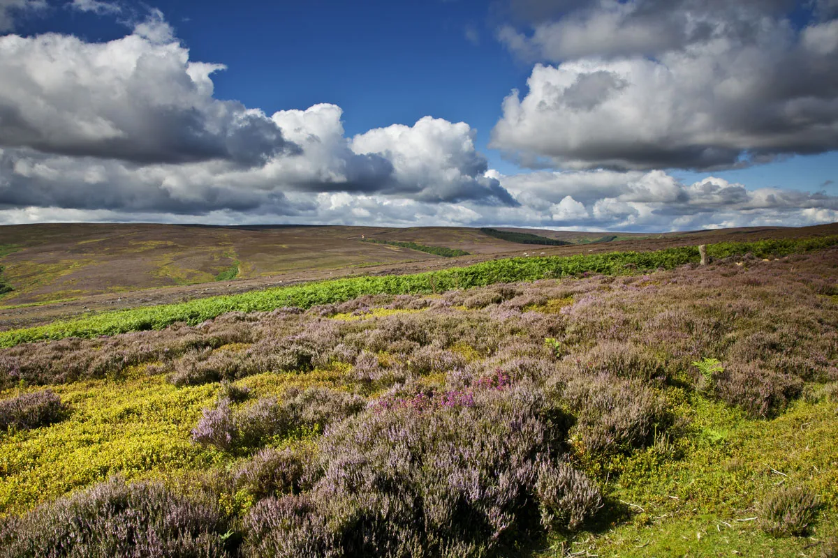 Moorland heather and landscape with cloudy sky