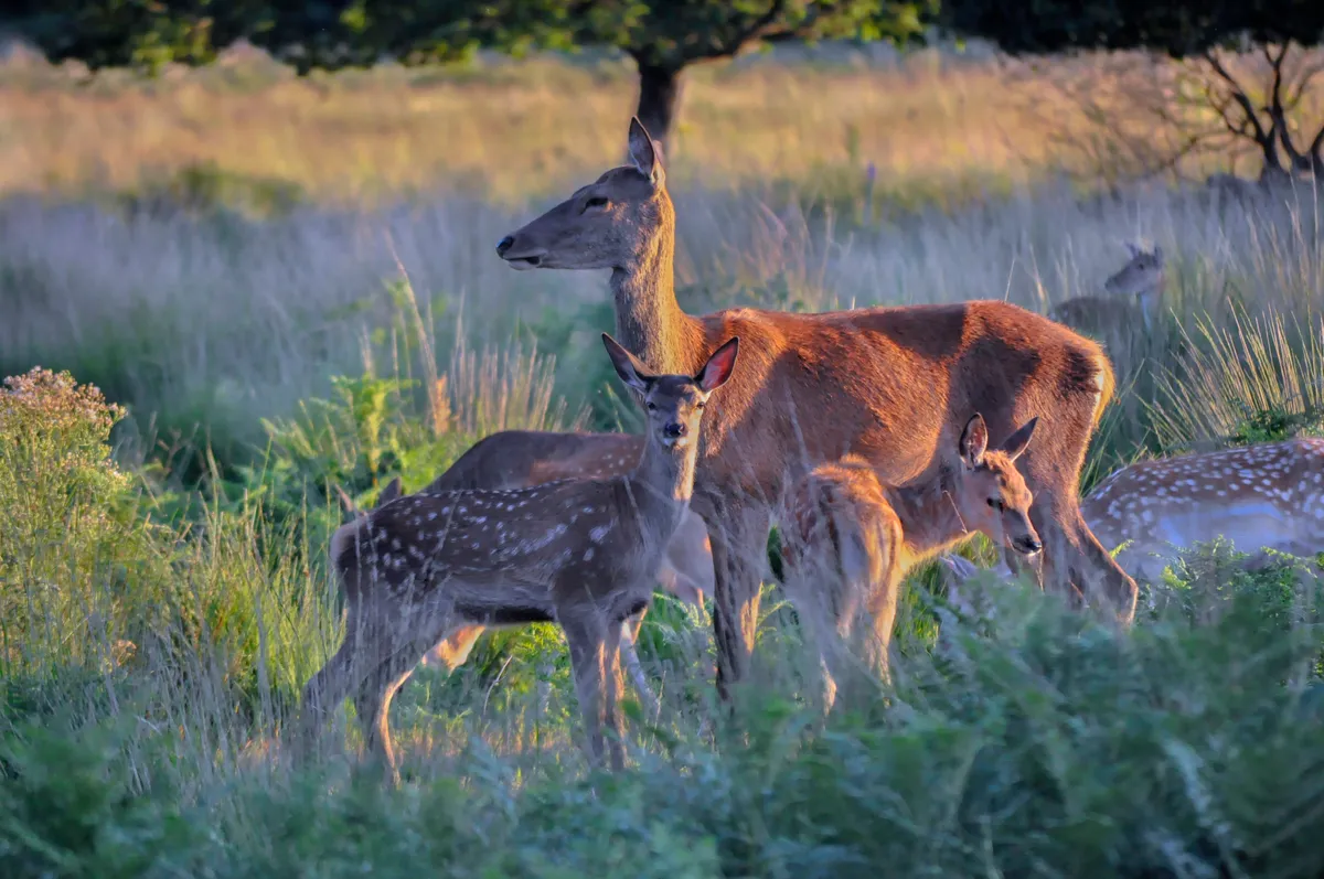 Female Deer and young together in the setting sunlight of Richmond Park, grasslands. London, England, United Kingdom