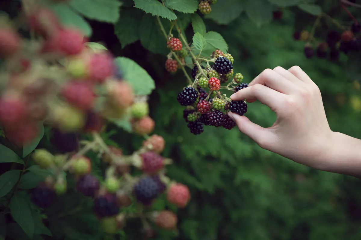 Picking a single juicy fruit from a well-laden bush of blackberries