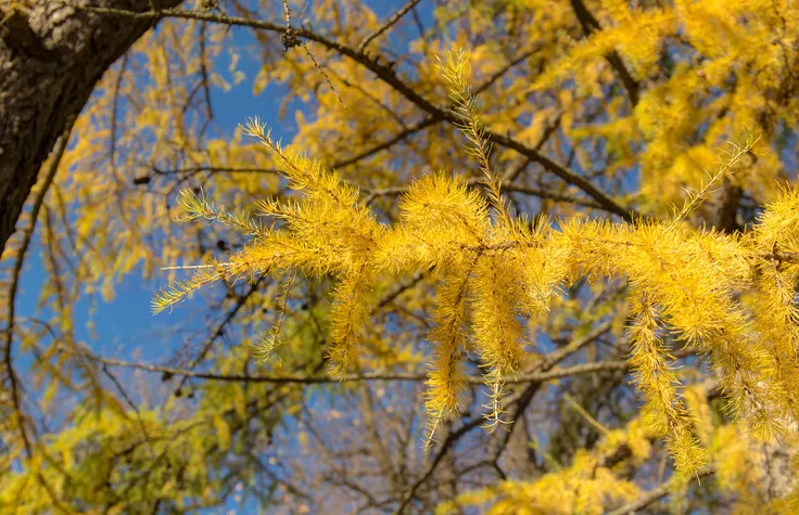 larch branches on a sunny autumn day