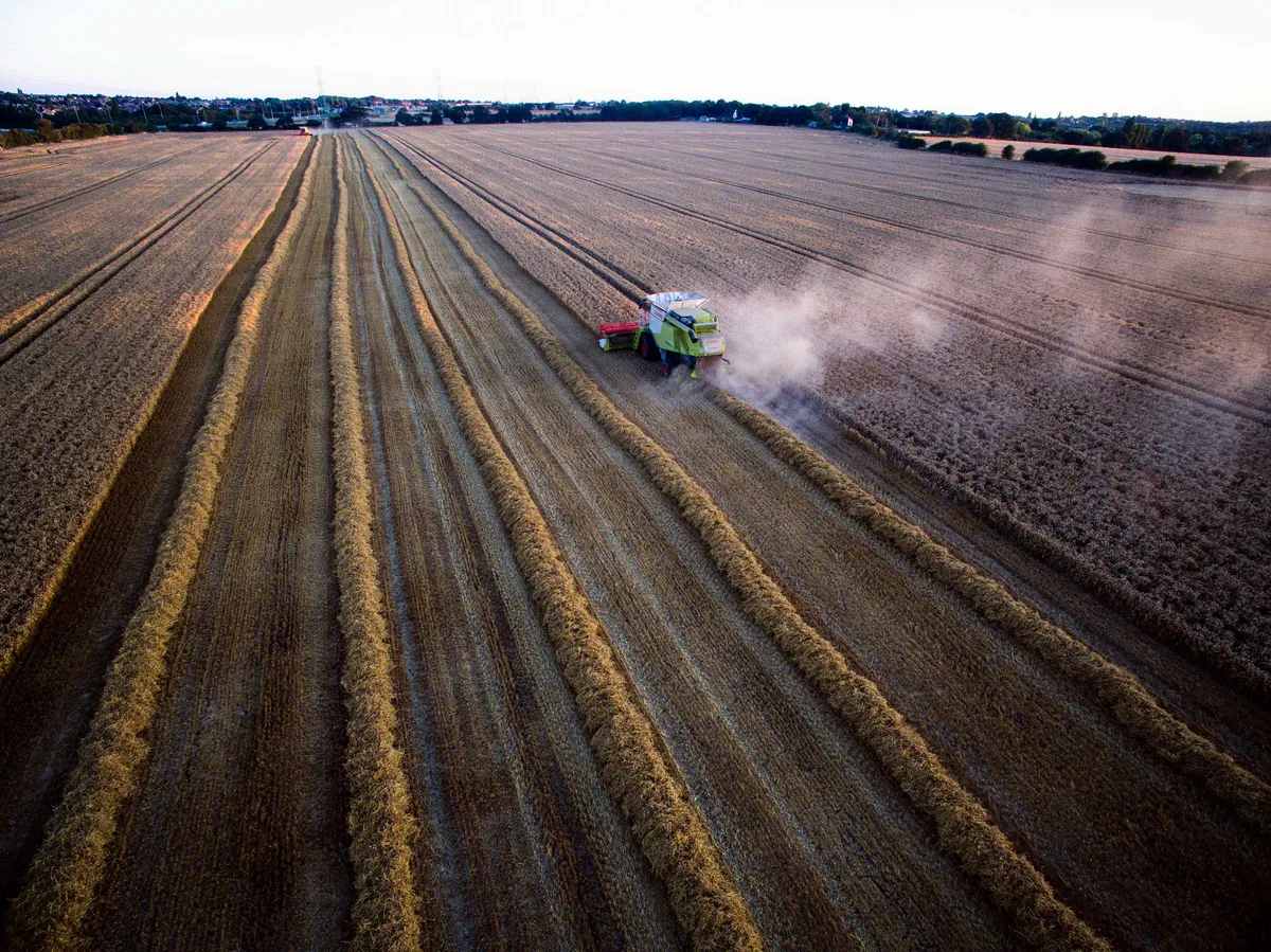 A Lexion 660 combine harvester, manufactured by Claas KGaA, left, harvests Crusoe wheat at Bentley Hall Farm in Wickford, U.K., on Monday, Aug. 15, 2016. U.K. wheat and barley exports are set to beat government forecasts for the season that ended in June as a weaker pound and higher corn prices make the country's overseas sales of the grains more competitive. Photographer: Carl Fox/Bloomberg via Getty Images