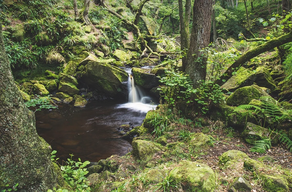 Derwent Gorge in County Durham cuts through an ancient world of oak and moss