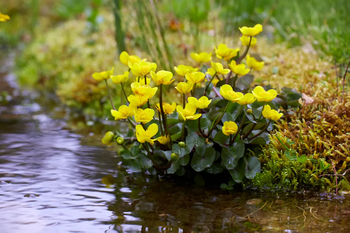 Marsh marigold growing by a river in woods
