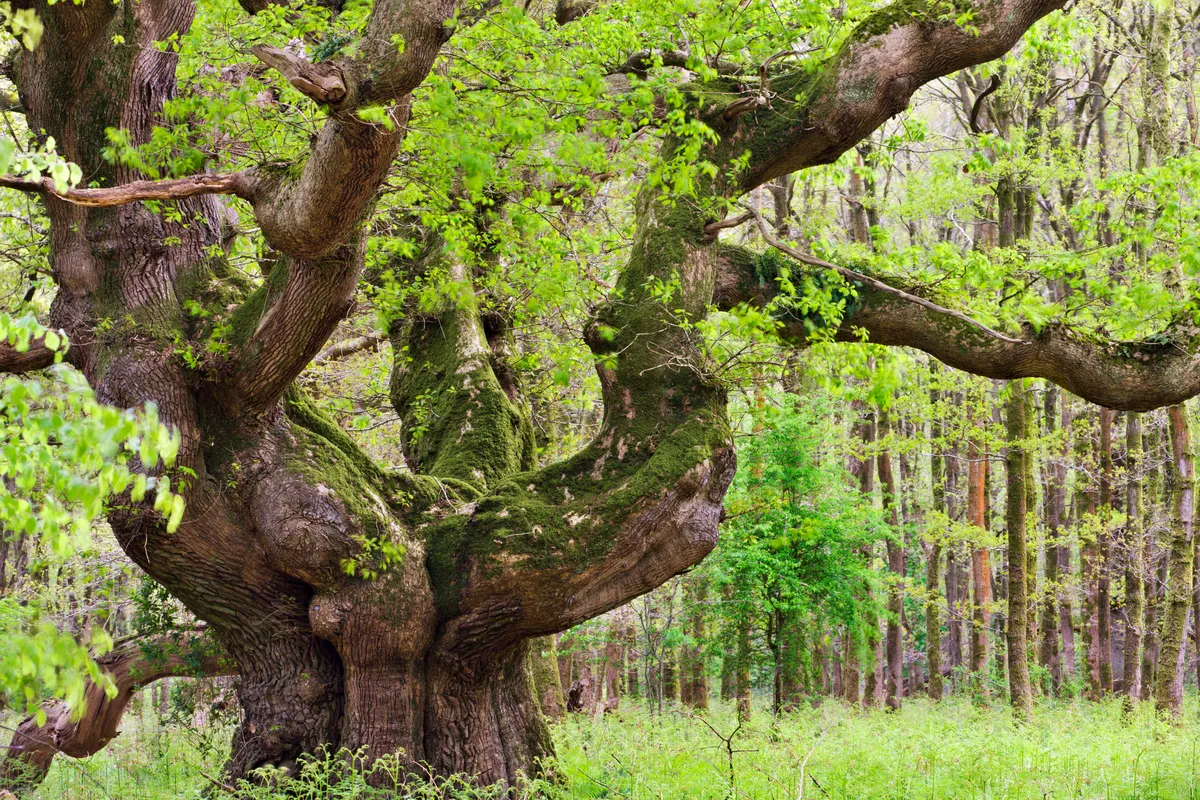 Ancient Oak tree (Quercus robur) growing in Savernake Forest in springtime, Marlborough, Wiltshire, England. May 2009