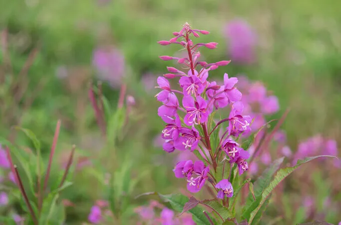 Fireweed blooms in summer plateau
