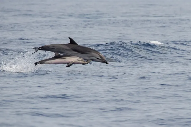 mother and calf striped dolphin jumping outside the sea