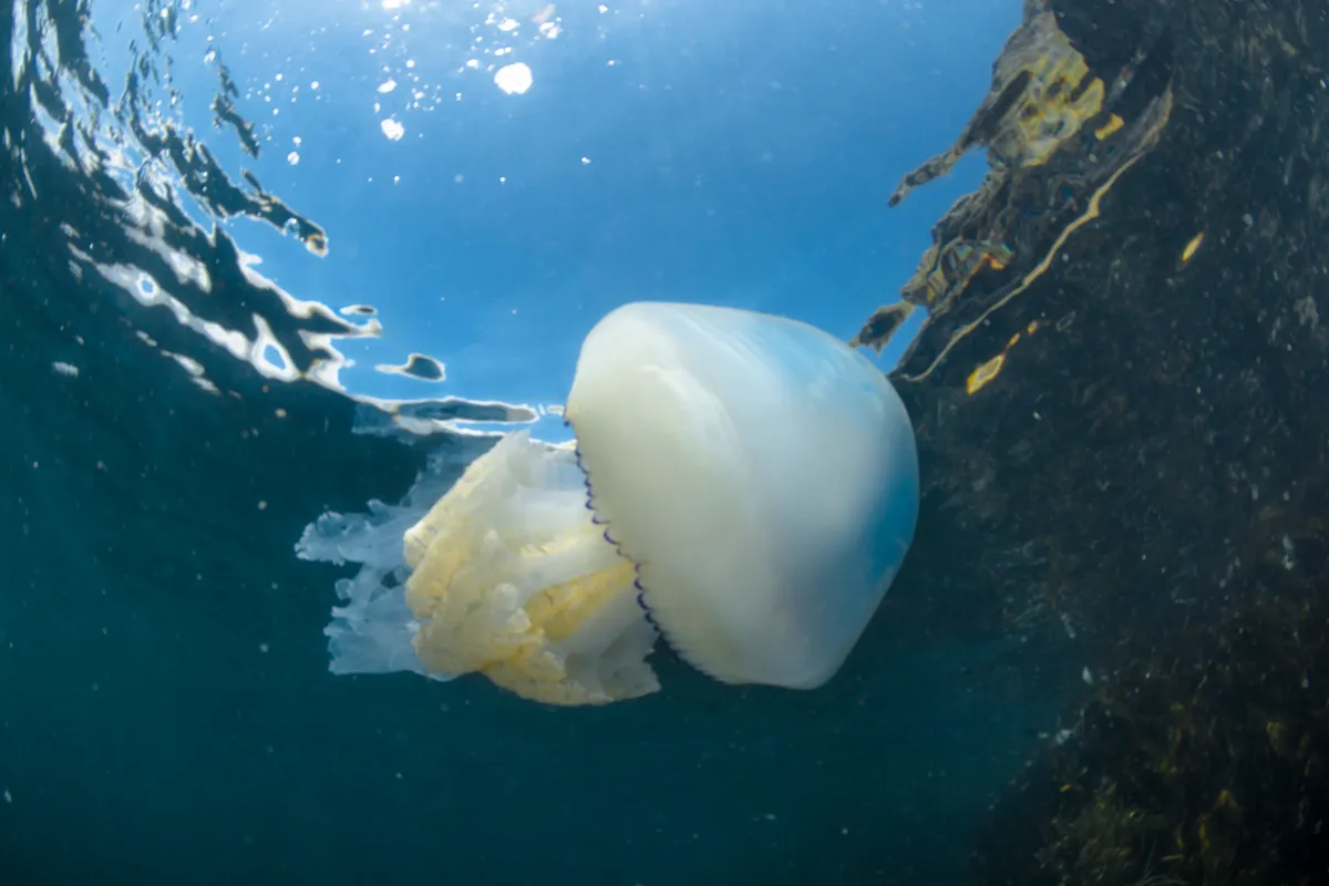 Barrel jellyfish swimming