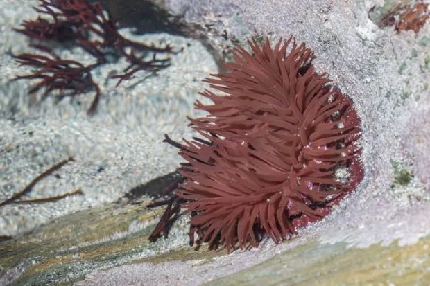 Close up of beadlet anemone in rock pool