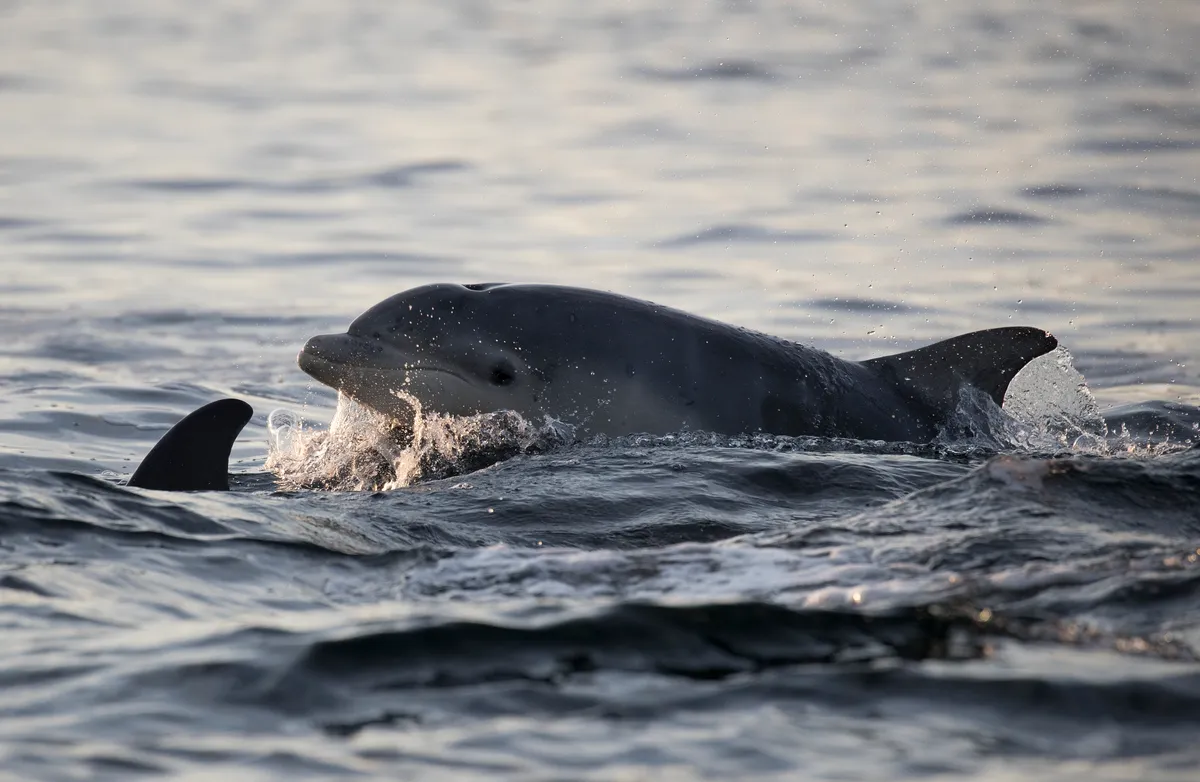Bottlenose dolphins in the Moray Firth