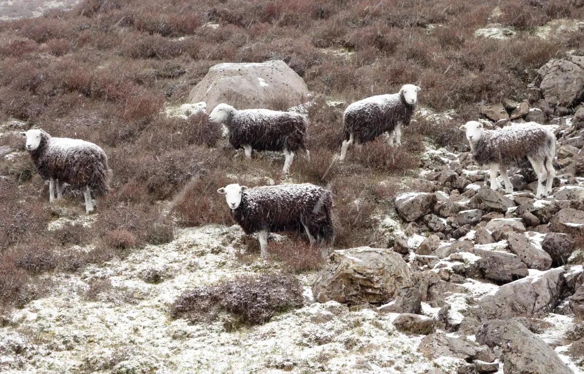Five Herdwick sheep endure a snow shower; Ennerdale, English Lake District, U.K.