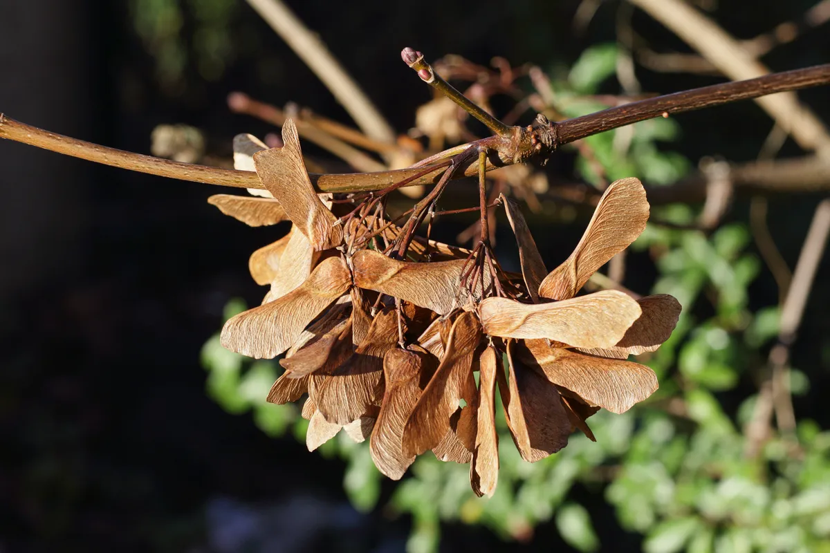 Winged seeds hanging from a European sycamore tree, close up. Autumn in Surrey, UK.