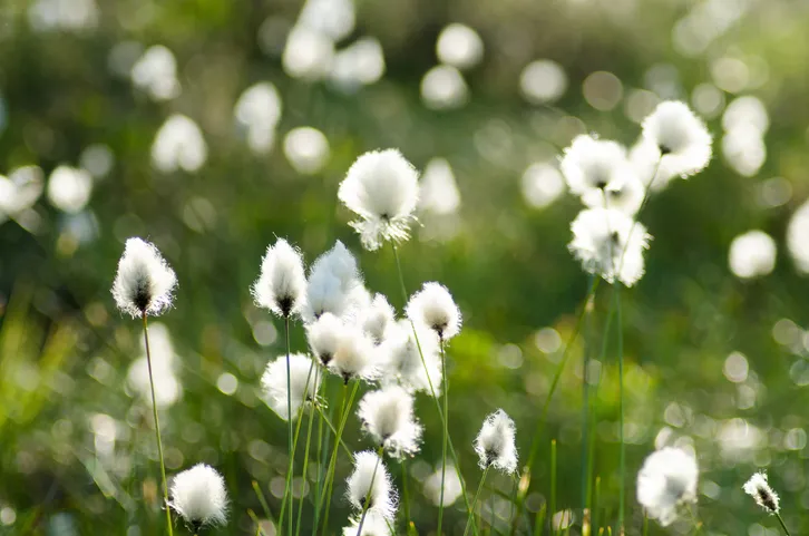 beautiful white tufts in a marsh landscape during the early summer. Eriophorum vaginatum