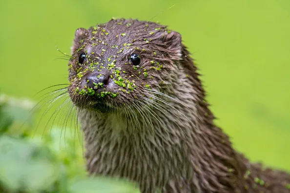 Close up portrait of European River Otter (Lutra lutra) in pond covered in duckweed