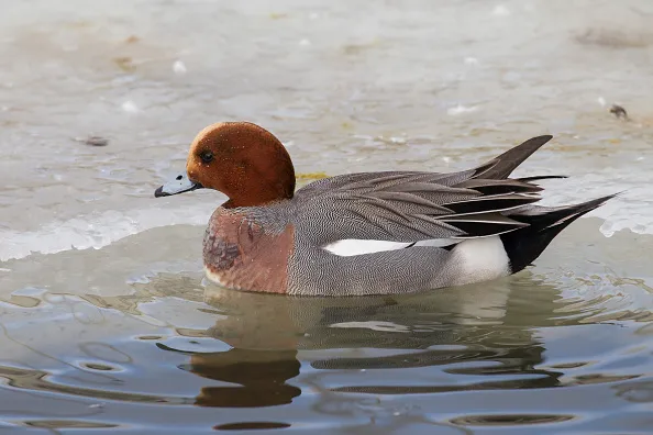 Wigeon winter on the river