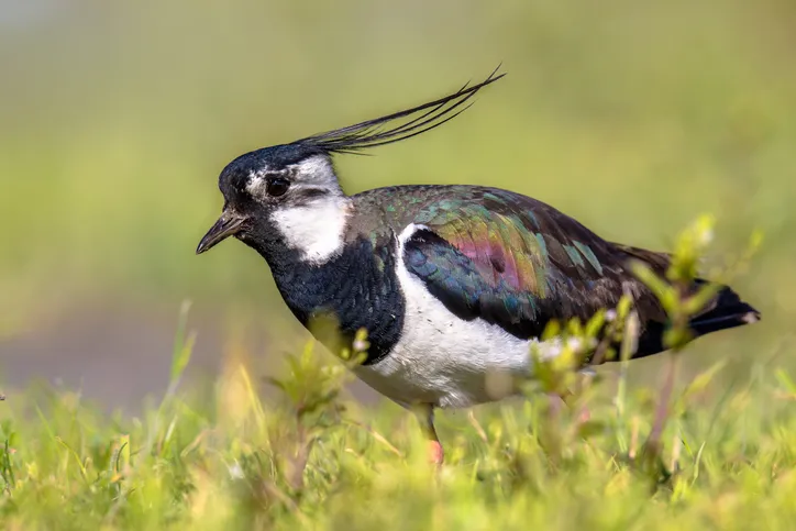 Northern lapwing (Vanellus vanellus) male creeping through grassland habitat with wind in crest. Sunshine makes Iridiscent colors visible on its bird wing
