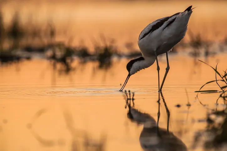 pied avocet (Recurvirostra avosetta) wading in water in early orange light and looking for food during sunrise