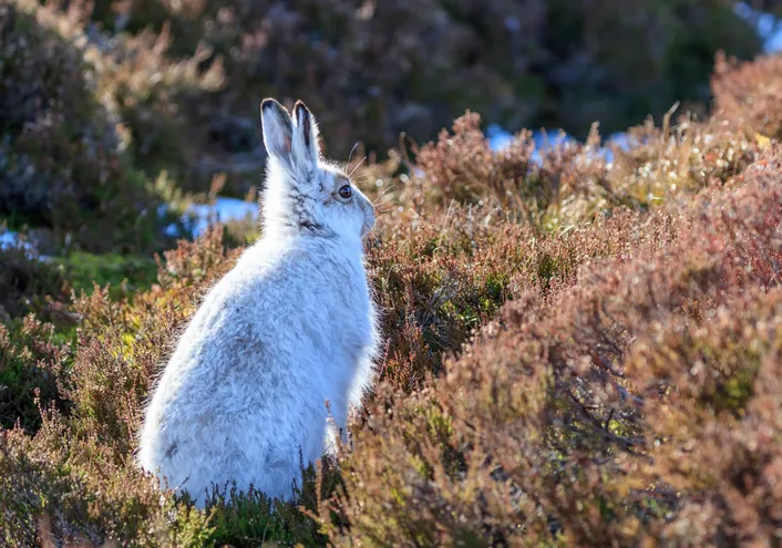 white mountain hare (lepus timidus) seen in Scotland in the mountains, turns white during the winter